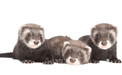 Ferret Category Image