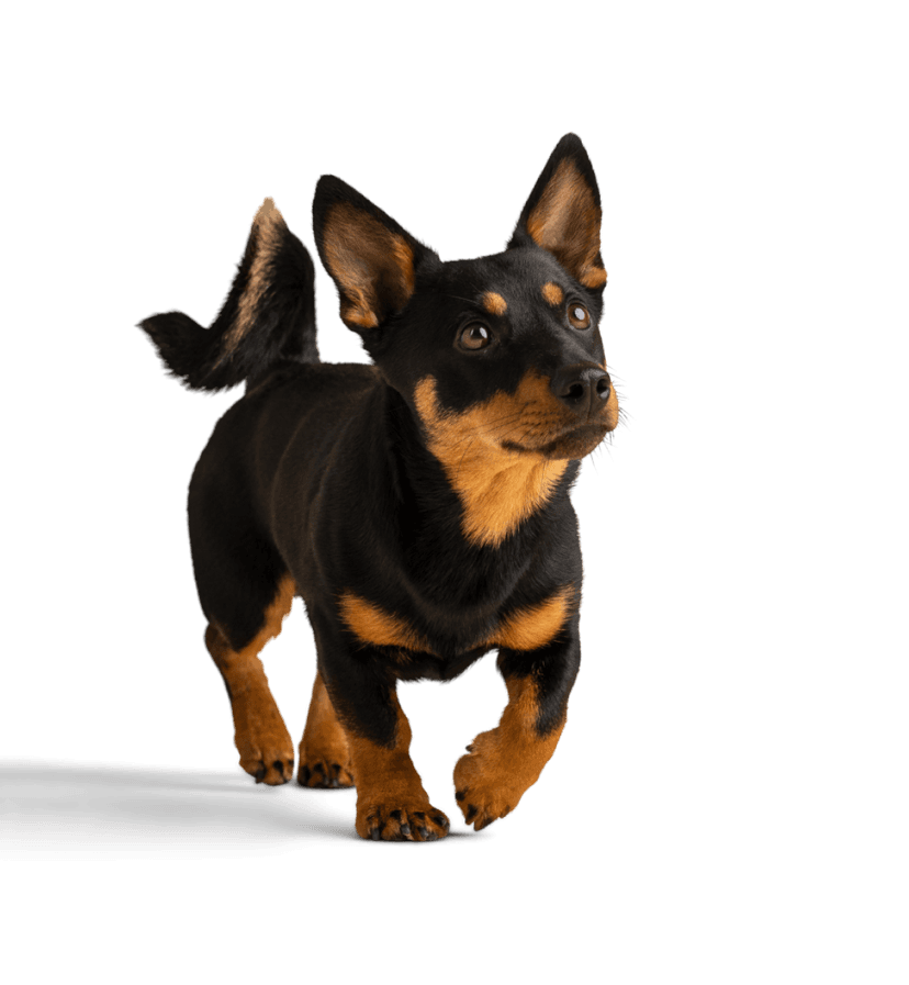 Sunshine Pets Online