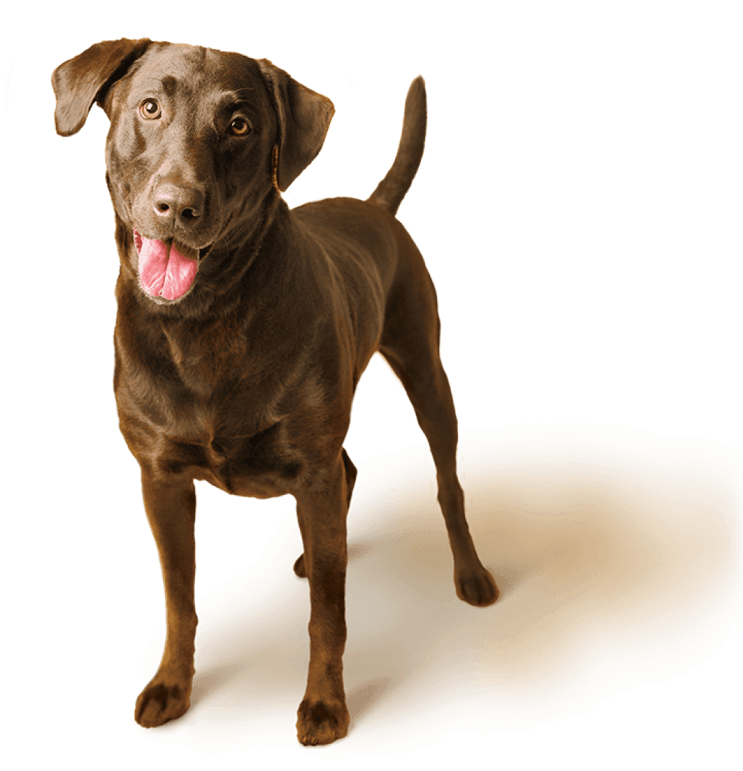 Sunshine Pet Supplies