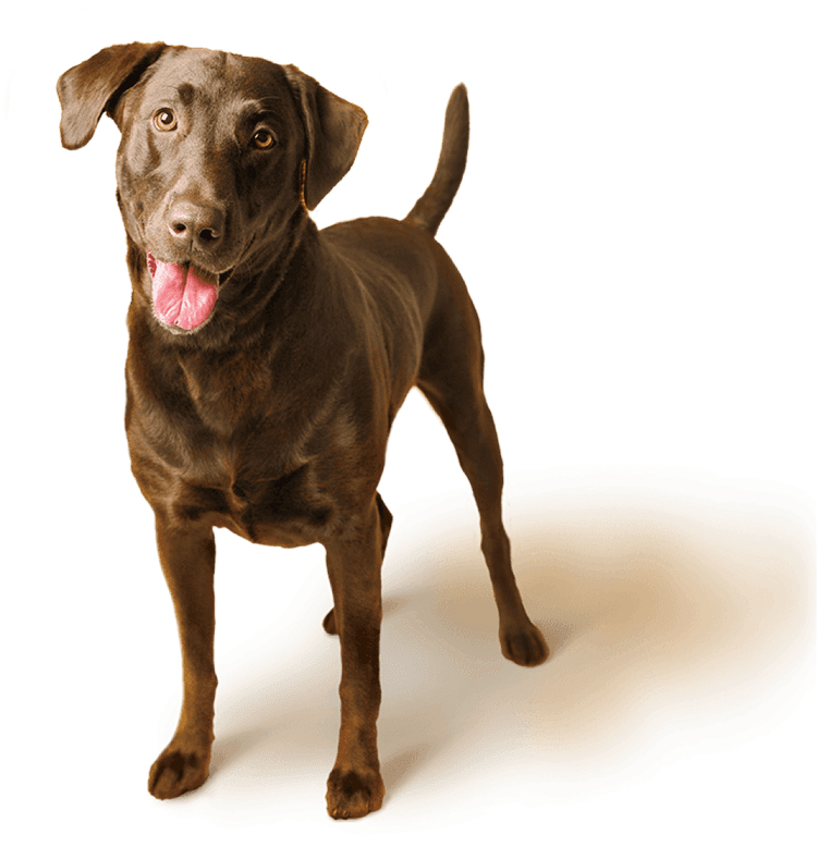 Sunshine Pet Supplies