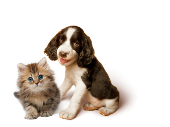 Puppies Category Image