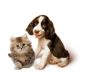 Puppies Category Image