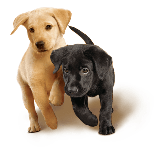 Sunshine Pet Supplies