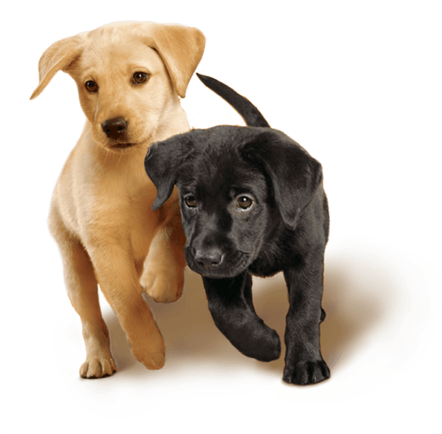 Sunshine Pet Supplies